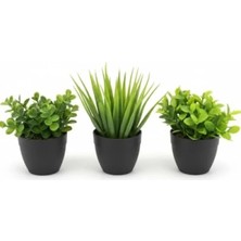 Esranın Dünyası 3'lü Mini Yapay Sukulent Seti, 8 cm Saksı ile