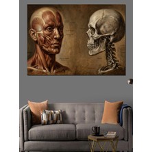 Artmeg Insan Anatomisi Kas ve Iskelet Dekoratif Kanvas - Mdf Ahşap Tablo