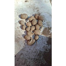 1 kg Salep Yumrusu Tohumu