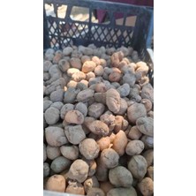 1000 Adet Salep Yumrusu Tohumu