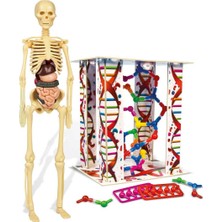 Clementoni Oyuncak İlk Keşiflerim (İnsan Anatomisi) 64297