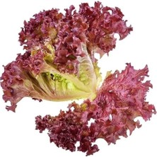 Esranın Dünyası Kırmızı Kıvırcık Marul Tohumu - 5 Gram