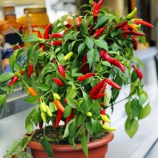 Barakat 250 gr  Acı Dik Süs Biber Tohumu (+-60.000 Adet Tohumu)