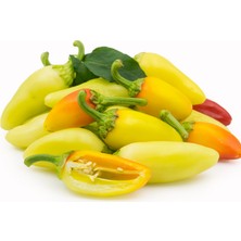 Barakat 250 gr Acı Konik Biberiye Tohumu  (+-60.000 Adet Tohumu)