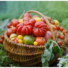 Barakat 200 gr  Domates Organik Koy Tipi Tohumu (+-51.000 Adet Tohumu)