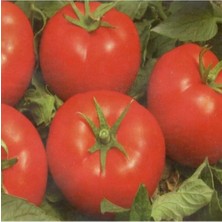 Calperia 10 Tohum Hibe Edilen F1 Hibrit Sırık Domates Tohumu Seti