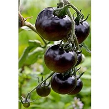 Calperia Dashing Look Siyah Kumato Domatesi Tohumu/eko Paket 25 + Adet Tohum TH-THMCMTHM343