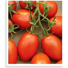 Calperia Yerli Doğal Bursa Domatesi Tohumu, 100 Adet