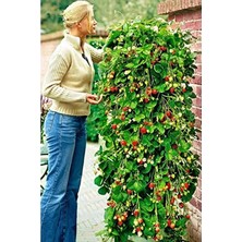 Calperia 40 Adet Ithal Sırık Çilek Tohumu, Sarmaşık Çilek