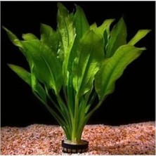 Calperia Echinodorus Icus Saksı Canlı Bitki, Akvaryum Için