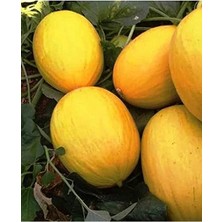 Calperia Yerli Tatlı Kavun Sarıkaya Tohumu, 100 Adet Paket