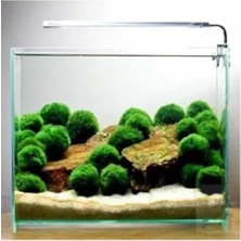 Esranın Dünyası Canlı Marimo Moss Ball Bitkisi 3-4 cm - 50 Adet