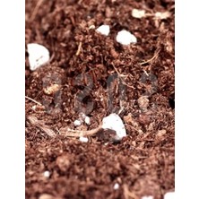 Calperia Perlit ve Torf Karışımlı 3 Lt Saksı Harcı, Çiçek ve Bitki Yetiştirmek Için