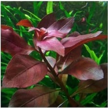 Esranın Dünyası Ludwigia Repens Rubin Saksı Canlı Bitki - TR-P292