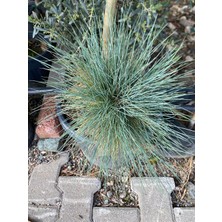 Benjamin Peyzaj Mavi Çim Festuca Glauca