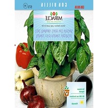 Calperia 250 Adet Yapraklı Tatlı Fesleğen Tohumu, Saksı Için Uygun