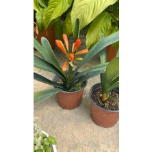 Benjamin Peyzaj Clivia Çiçeği