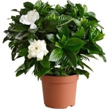 Calperia Hediyelik 1 Adet Gardenya Çiçeği Saksısı, 30-45 cm Uzunlukta