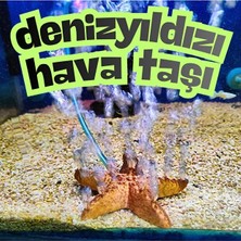 Birr Design Denizyıldızı Akvaryum Hava Taşı