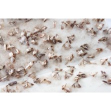 Ddpest Güve Kelebeği Tuzağı Feromonu ve 3 Yapışkan Plaka 4,5 gr Zehirsiz Kesin Çözüm