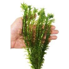 Atılım Akvaryum Akvaryum Bitkisi Elodea Densa 10 Dal