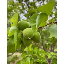 Mut Kayısı Çağlası