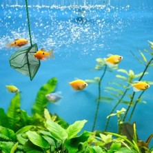 DS LLC Ieg™ Akvaryum Balık Kepçesi 7.5 Cm.