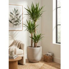 Store Mono Beton Saksı Gri 6lt 24X24 Modern Minimal Dekoratif Iç Mekan Büyük Saksı Kaktüs Yuka Areka