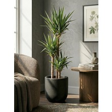 Store Mono Beton Saksı Gri 6lt 24X24 Modern Minimal Dekoratif Iç Mekan Büyük Saksı Kaktüs Yuka Areka