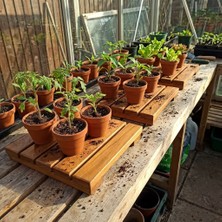 Afro Garden Shamba Sera Tipi Drenajlı Saksı Altlığı ve Bakım Paleti - Suya Dayanıklı Masif Teak