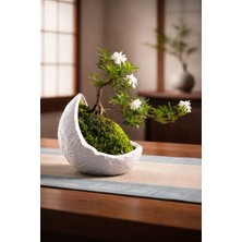 Yaratıcı Sanatlar Atölyesi Bonsai Saksısı Taş Dokulu Hilal Tasarım Saksı Vazo Özel Tasarım El Yapımı Dekoratif Saksı