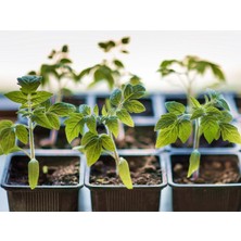 Agroera Kare Saksı 9X9X10 cm 30 Adet Kare Vakum Saksı Üretim Saksısı Siyah Saksı Fide Tohum Ekim