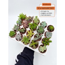 Sukulent Seti 10 Adet Farklı Succulent Mix Dolgun Formlu