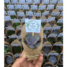 Sukulent Nikah Şekeri- 25 Adet Sukulent Hediyelik (Karma Sukulentler)