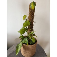 AGAPI Sarmaşık- Destek Sopalı -Kalp Yapraklı Salon Sarmaşığı Alacalı- Philodendron Brasil- Dolgun Form