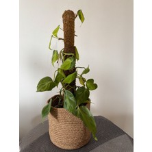 AGAPI Sarmaşık- Destek Sopalı -Kalp Yapraklı Salon Sarmaşığı Alacalı- Philodendron Brasil- Dolgun Form