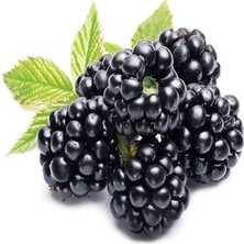 2 Yaş Dikensiz Jumbo Böğürtlen Fidanı