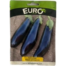 Euro 1 Adet Siyah Patlıcan Tohumu