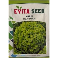 1 Adet Kıvırcık Marul Tohumu