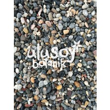 Ulusoy Botanik Dekoratif Çakıl Taşı / Renkli Dekoratif Taş / Bahçe, Saksı, Akvaryum, Teraryum Dekor / 1-2 cm / (5 Kg)