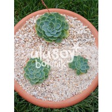 Ulusoy Botanik Dekoratif Kuvars Taşı / Akvaryum Taşı / Sukulent Dekor / Dekoratif Kuvarsit Taş 1-3mm (1 Kg)