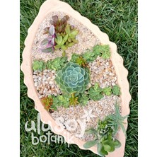 Ulusoy Botanik Dekoratif Kuvars Taşı / Akvaryum Taşı / Sukulent Dekor / Dekoratif Kuvarsit Taş 5-8mm (1 Kg)