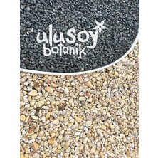 Ulusoy Botanik Sarı Çizgili Dolomit Taş / Gökkuşağı Dekoratif Dolomit Taşı / Saksı, Teraryum, Akvaryum Süsleme Taşları / 1-2 cm / 5 kg