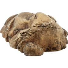 Hepta Collection Sürüngen , Sürüngenler Amfibiler , L