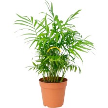 Hepta Collection Palmiyesi 'chamaedorea '