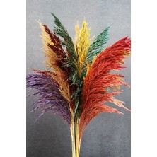 Hepta Collection Alyones Şoklanmış '