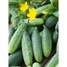 Hepta Collection Hıyar Kornişon () .