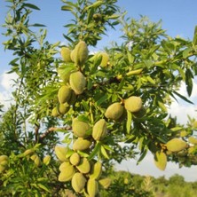 Hepta Collection Evvebahçe Aşılı ( )