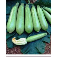 Hepta Collection TESSTK9E899D0FF9