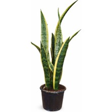 Kaptabahçe Alacalı Kılıç Çiçeği (Sansevieria Trifasciata ‘laurentii’) | 65 cm Boy